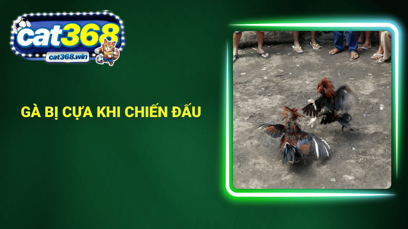 Gà bị cựa khi chiến đấu