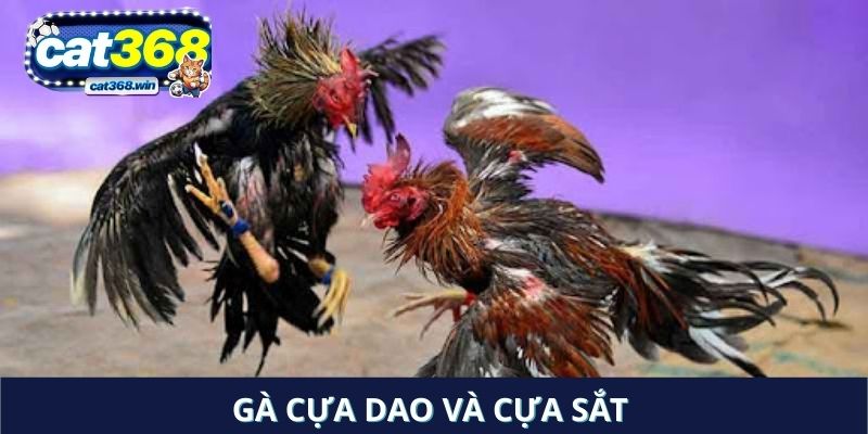 Gà cựa dao và cựa sắt
