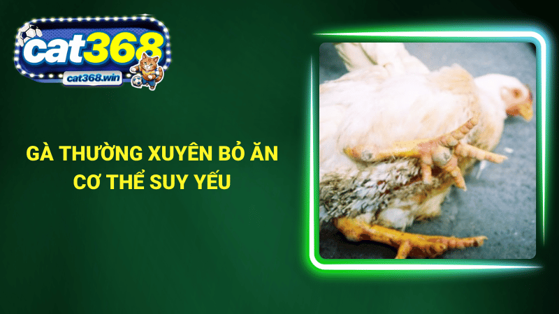 Gà thường xuyên bỏ ăn cơ thể suy yếu