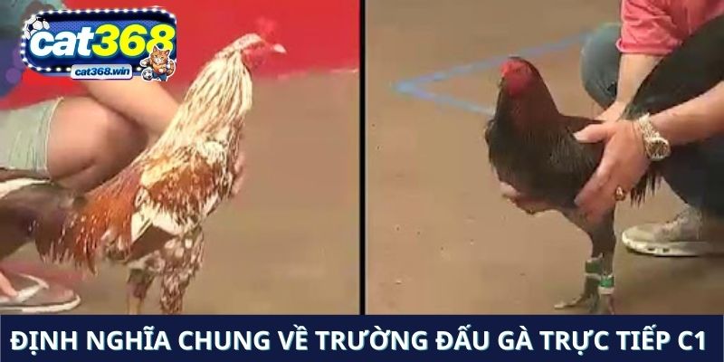 Định nghĩa chung về trường đấu gà trực tiếp C1