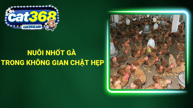 Nuôi nhốt gà trong không gian chật hẹp