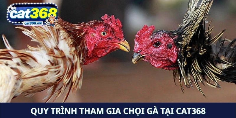 Quy trình tham gia chọi gà tại Cat368