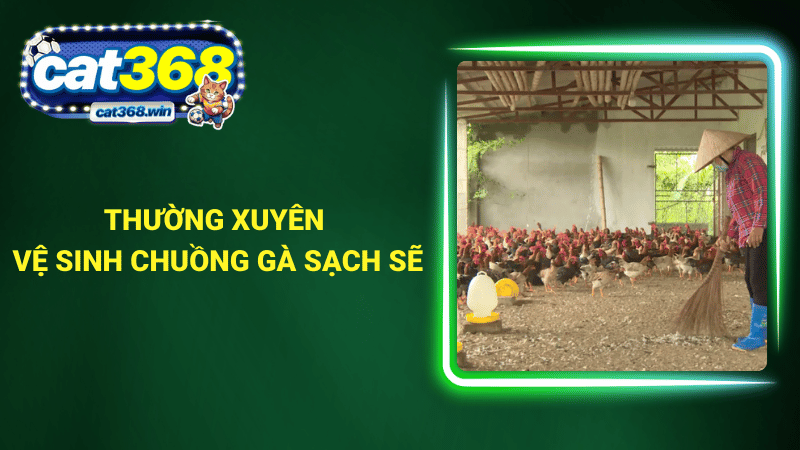 Thường xuyên vệ sinh chuồng gà sạch sẽ