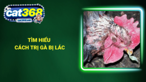 Tìm hiểu cách trị gà bị lác