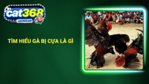 Tìm hiểu gà bị cựa là gì