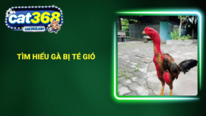 Tìm hiểu gà bị té gió