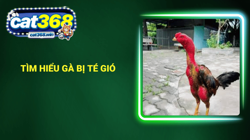 Tìm hiểu gà bị té gió