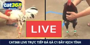 trực tiếp đá gà C1 cat368