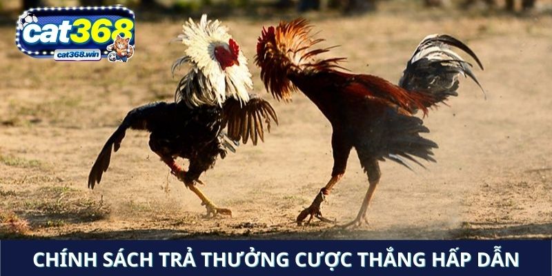 Chính sách trả thưởng cược thắng hấp dẫn