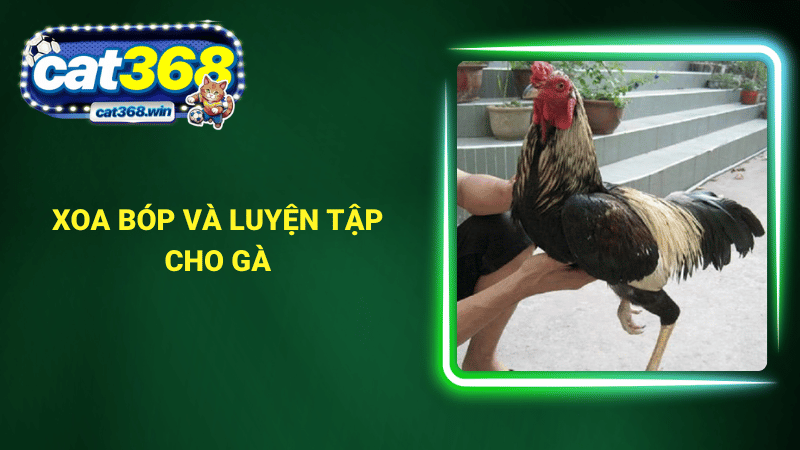 Cách trị gà bị té gió là xoa bóp và luyện tập cho gà
